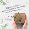Kerze zur Einschulung mit Dinosaurier personalisiert mit Namen und Datum Dino Geschenk Erster Schultag Auf dem Bild ist das Produkt: Kerze zur Einschulung mit Dinosaurier personalisiert mit Namen und Datum Dino Geschenk Erster Schultag zum Preis von €5.9 abgebildet.