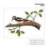 Fensterbild Vögel einzeln Vogel bunte Fensterdekoration wiederverwendbare Fenstersticker, Osterdeko, Frühlingsdeko Frühling Ostern Auf dem Bild ist das Produkt: Fensterbild Vögel einzeln Vogel bunte Fensterdekoration wiederverwendbare Fenstersticker, Osterdeko, Frühlingsdeko Frühling Ostern zum Preis von €13.9 abgebildet.
